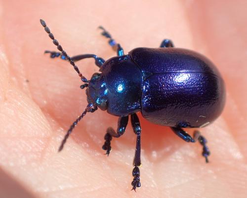 Oreina speciosa